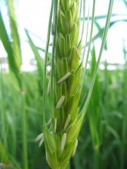 A picture of a barley grain head in flower