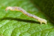 Apple looper larva