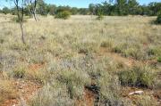 Photograph of arid short grass pasture in good condition in the Kimberley