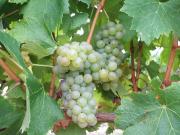 Arneis wine grape