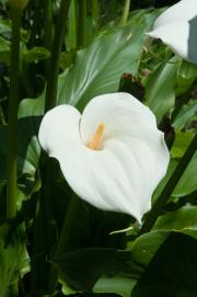 Arum lily flower