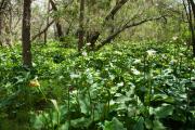 Arum lily infestation in Tuart forest 