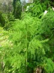 Asparagus africanus plant