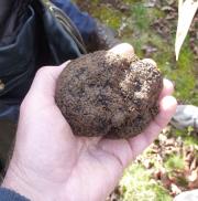 Fresh from the orchard floor - a good sized black truffle