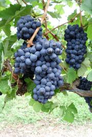 Barbera wine grapes