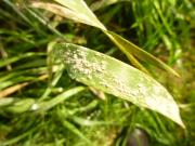 Powery mildew on a barley leaf.