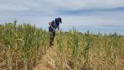 Sampling wheat crop for crown rot at Merredin in October 2016