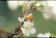 Bee on a white plum flower with twig in the background.