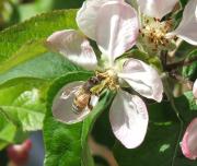 Honey bee visiting an apple flower