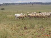 van Rooy ram with young White Dorper ewes 