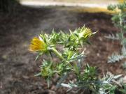 Flowering African thistle plant, with yellow flowers and spiny leaves.