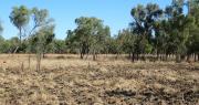 Pasture on heavy clay soil has burnt only in patches in the early dry season