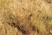 Photograph of black speargrass (Heteropogon contortus) in the Kimberley, Western Australia