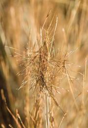 Photograph of black speargrass seed heads (Heteropogon contortus) in the Kimberley, Western Australia