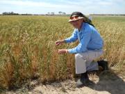 An image of Bob French, DAFWA researcher standing in a paddock in Merredin