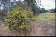 Boneseed bush with yellow flowers