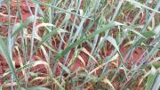 Herbicide damage on Bonnie Rock wheat 