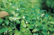 Bridal creeper flowers