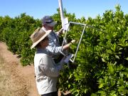 Measuring citrus crop load using a counting frame