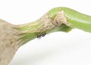 The Department of Agriculture and Food is asking the community to look out for and report signs of citrus gall wasp.