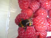 A bumble bee on top of a punnet of raspberries