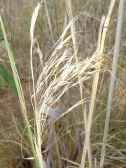 Ribbon grass seedhead with golden brown hairs and bent awns visible.