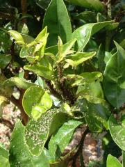 Brown citrus aphids