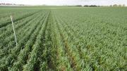 healthy soil and crop growth from deep ripping between permanent tramlines