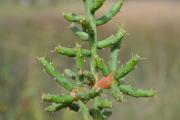 Cylindropuntia leptocaulis plant