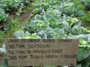 Improvements to cabbage cultivation in Indonesia are made through research