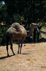 The camel is grey brown or dun coloured with a darker hump, shoulder and back of the neck