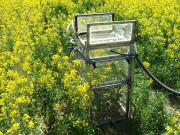 photograph showing automated gas chamber - open - measuring greenhouse gas emissions from a  field of canola