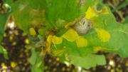 Sclerotinia leaf lesions on canola