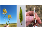 Canola frost guide