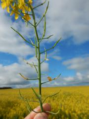 Frosted canola flowers/pod abortion