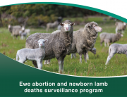 Ewe abortions and newborn lamb deaths surveillance program poster
