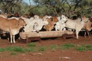 cattle at water trough