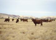 Cattle standing in pastoral area