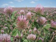 Close up of Rose Clover flowers in a Certified seed crop