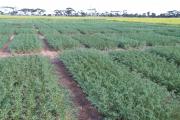 Chickpea trial plots