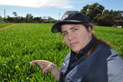 Wheat growers have been advised to check the 2017 disease ratings when selecting varieties, to avoid the risk of crop losses this season. DAFWA’s  Ciara Beard checks for powdery mildew.