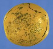 Septoria spot on external orange fruit surface showing characteristic small spots. Photo © NSW Department of Primary Industries.