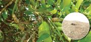 Citrus gall wasp damage Citrus gall wasp damage