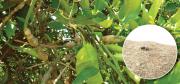 Citrus gall wasp damage