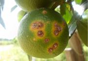 Citrus canker on fruit