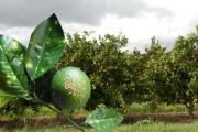 Banner - infected fruit and leaves against citrus plantation