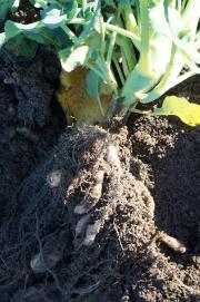 Brassica plant roots infected with the disease which causes clubroot.  The roots of the plant are swollen and distorted, preventing the uptake of water and nutrients.