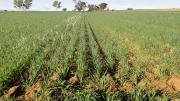 extreme compaction from uncontrolled cropping traffic restricts crop growth and nutrition after deep ripping