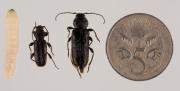 A larvae, male EHB beetle, female EHB beetle next to a 5 cent coin to illustrate the size.