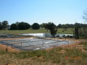Photograph of covered effluent pond for collecting methane as part of manure management in a piggery